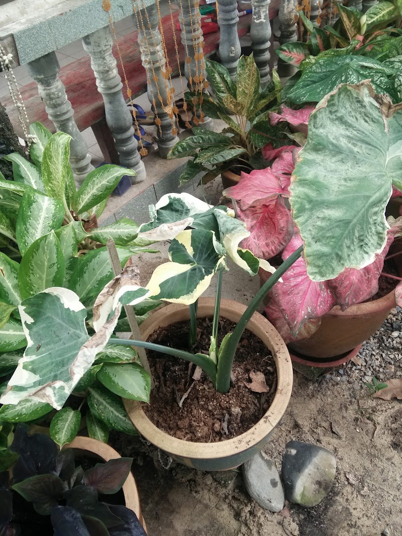 Taman Nyu Permai, Unnamed Rd,, Kampung Guar Nangka, Kangar