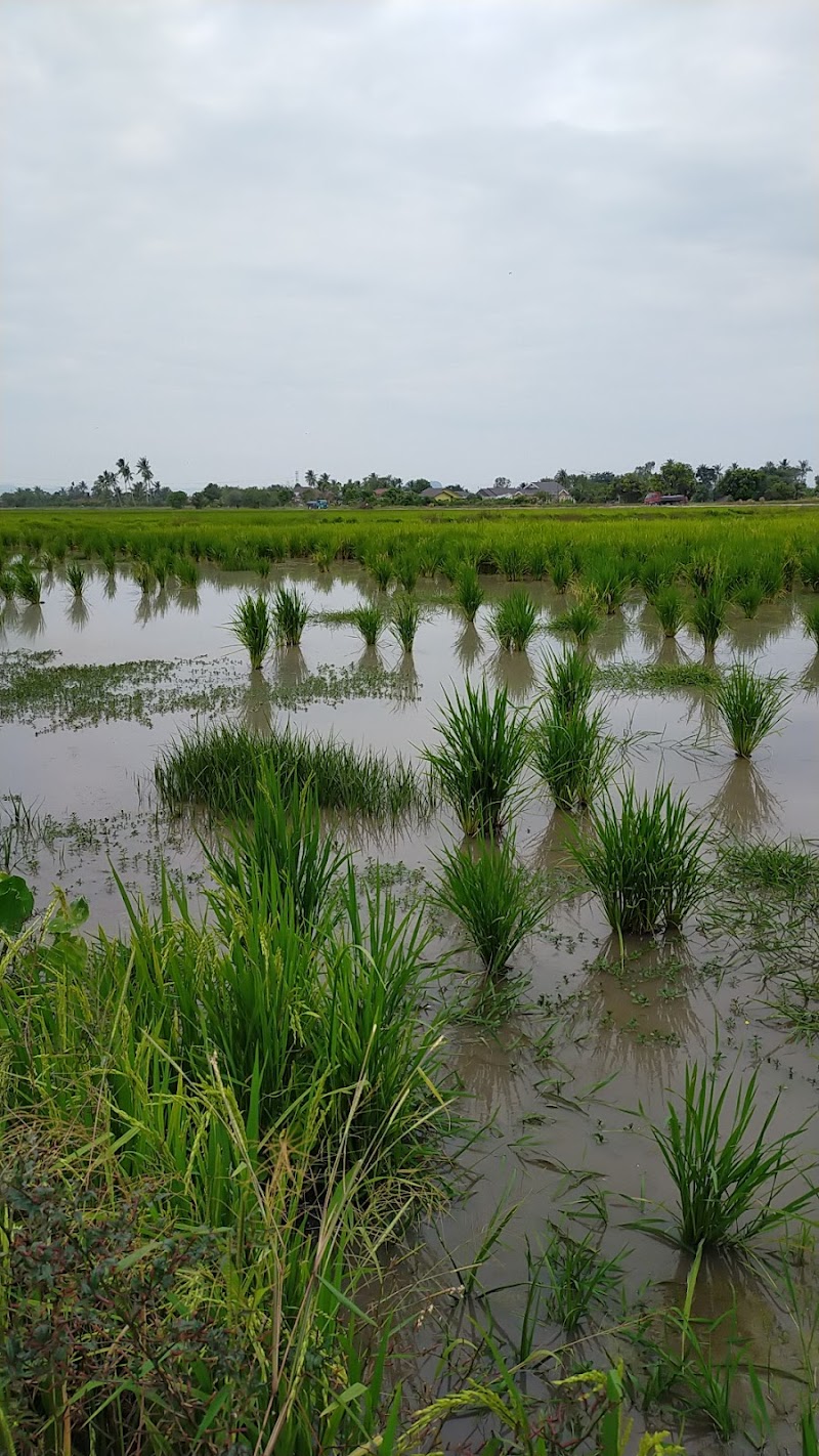 PIDA 3 LAMA SEMUT GATAL, TAMBUN TULANG, PERLIS, PIDA 3 LAMA SEMUT GATAL, Kampung Tambun Tulang, Arau