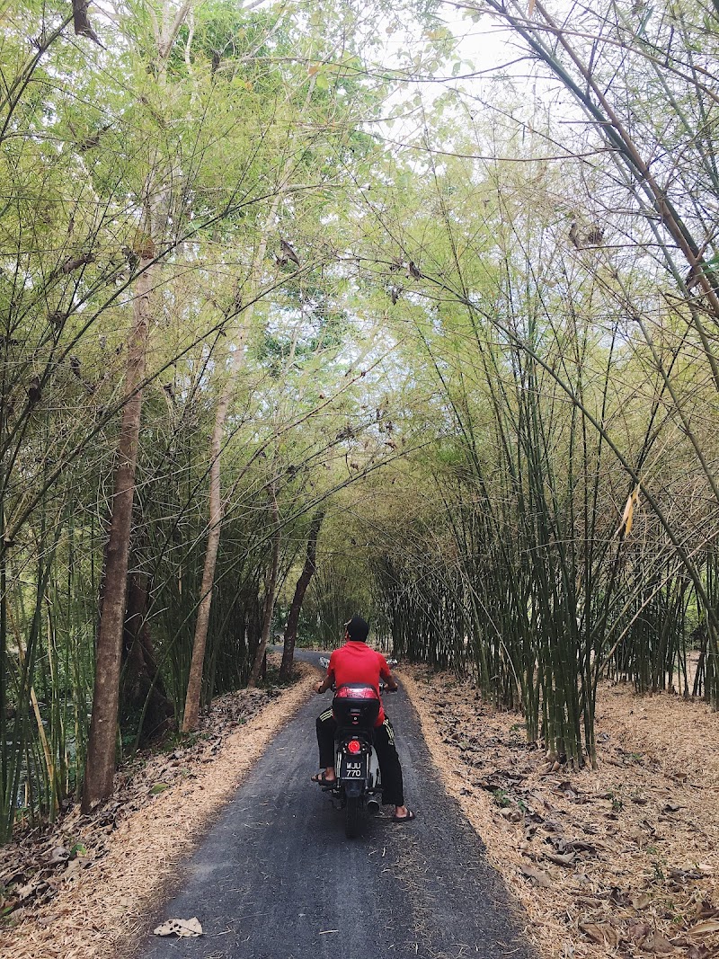 Hutan Buluh Kangar Beauty, Kampung Kechor Behor Ampang, Kangar