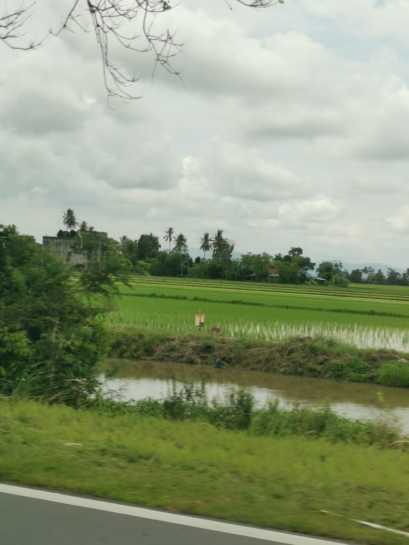 padi high yield, Jalan Gunung Keriang, Kampung Kubang Raja, Alor Setar