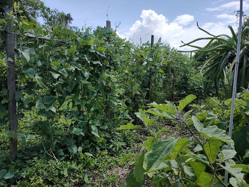 Sanglang Village, Lot 2890, Mukim Sanglang, 06150 Kuala Sanglang, Kedah Kuala Sanglang, Kampung Tok Mengkula, Ayer Hitam