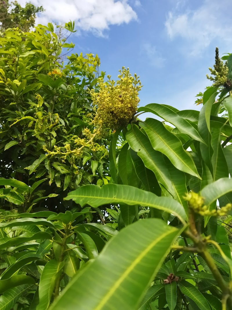 Kebun Harumanis ZBS, Jalan Kampung Darat - Padang Melangit, Kangar