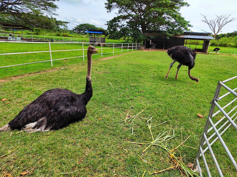Ladang Burung Unta Perlis (Ostrich Farm), 7, Padang Besar
